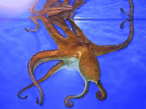 8 Largest Octopus Species in the World - Largest.org