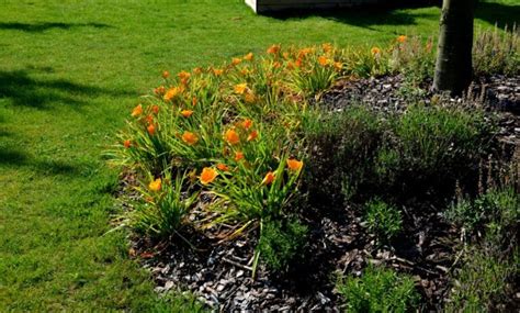 Daylilies Care and Maintenance Tips for More Vibrant Blooms - The ...