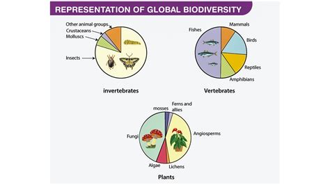 How does the loss of species diversity affect an ecosystem?