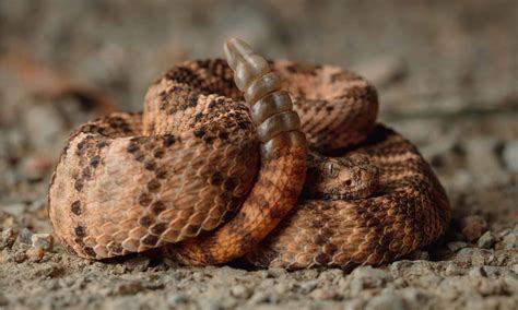 Tiger Rattlesnake Pictures - AZ Animals