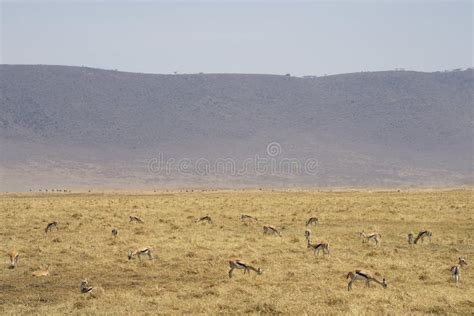 Herd of Thomson`s Gazelle Eudorcas Thomsonii in Serengeti National Park ...