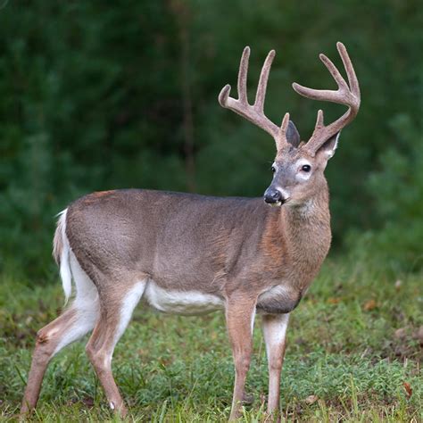 Whitetail Deer - Wild Horns Ranch