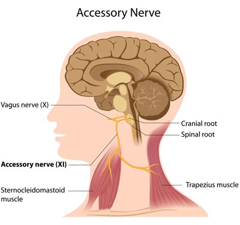 What are the Nerves in the Neck? (with pictures)