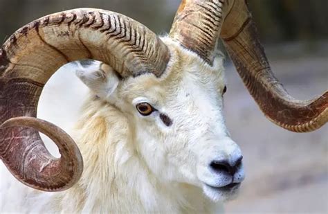 Bighorn Sheep - Description, Habitat, Image, Diet, and Interesting Facts