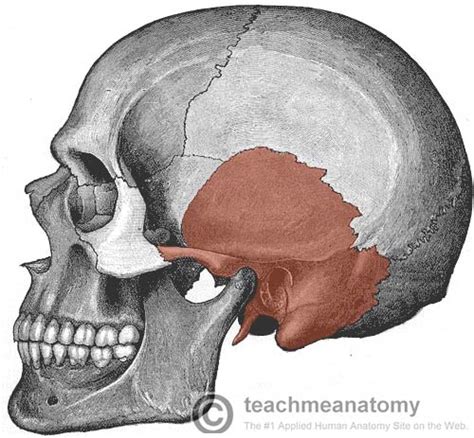 Lateral Skull Anatomy - Anatomical Charts & Posters