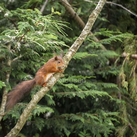 Red squirrel playing in tree — herbivores, european - Stock Photo ...