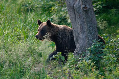 New study shows plenty of European habitat available for brown bear ...