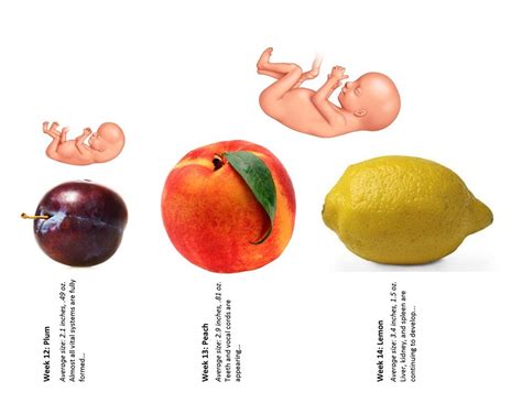 Uterus Size By Week Diagram Fruit Pregnancy Week By Week: Ho