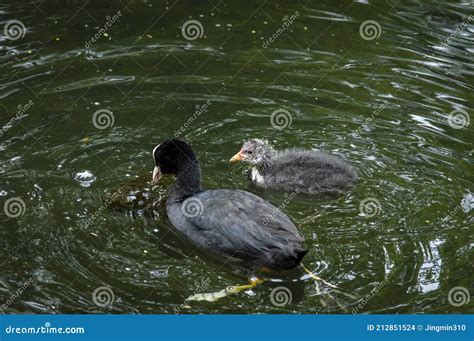 Mother and Baby Ducks Swim in the Pond Stock Photo - Image of beautiful, mother: 212851524