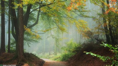 Misty Forest Path wallpaper | other | Wallpaper Better