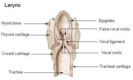 Throat Anatomy Epiglottis