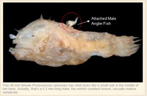 Angler Fish Male And Female