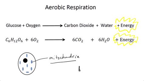 Unique Anaerobic Respiration Equation In Muscles College Board Ap ...