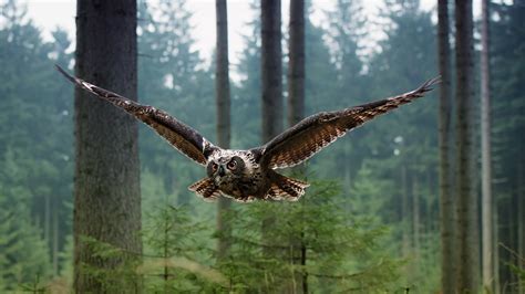 landscape, Green, Flying, Brown Eyes, Owl, Animals, Birds, Trees, Nature Wallpapers HD / Desktop ...