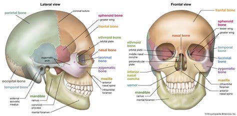 Skull | Definition, Anatomy, & Function | Britannica