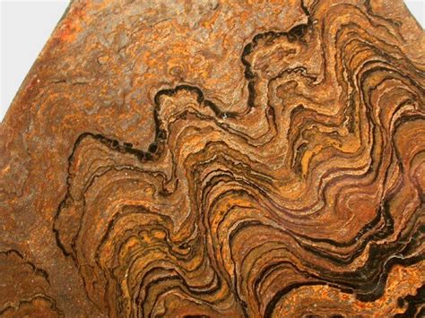 Proterozoic Stromatolites