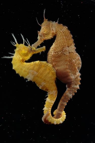 Romance of the Seas: Strange Mating Habits of the Seahorse