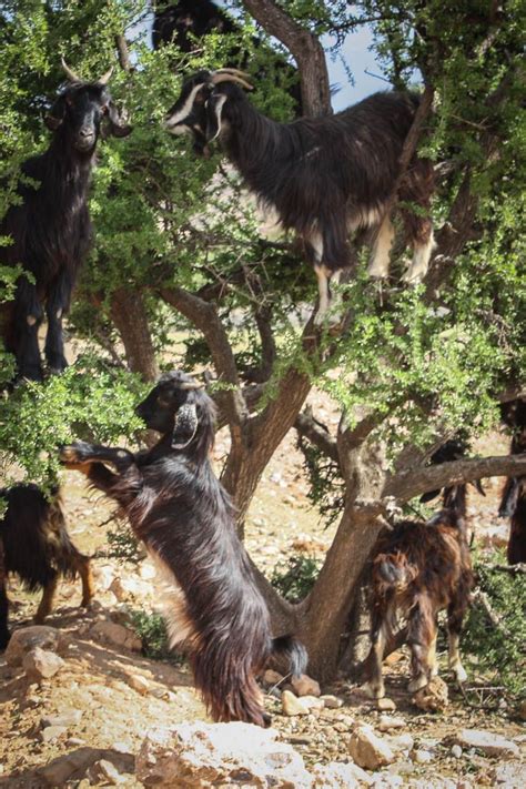 Goats in Trees and the Making of Moroccan Argan Oil | Morocco travel ...