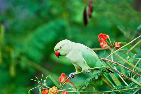 Large Parrots | The Different Types of Parrot | Parrots | Guide | Omlet UK