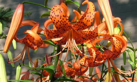 Tiger Lily: Growing Lilium Lancifolium - Epic Gardening