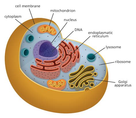 What is a cell? | Facts | yourgenome.org