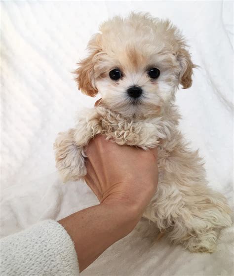 Malti-Poo Puppy Female for sale! - iHeartTeacups