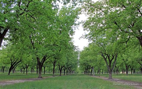 "Pecan Trees " by RebeccaBlackman | Redbubble