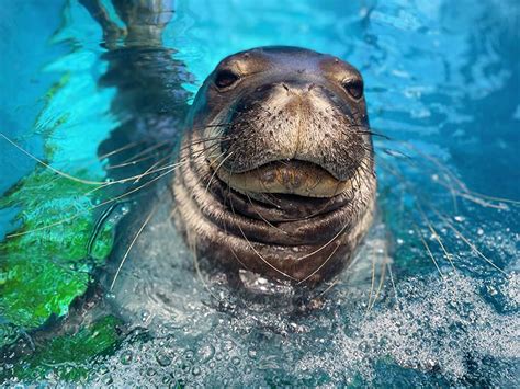 Hawaiian Monk Seal Habitat on Oahu | Sea Life Park Hawaii