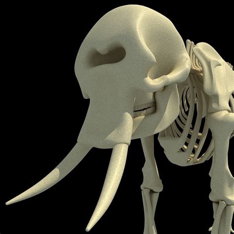 Animal Skeletons | African Elephant Skeleton – 3D Horse