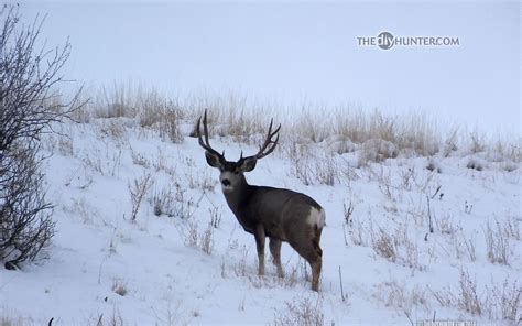 Deer in Snow Wallpaper - WallpaperSafari