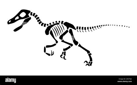 Velociraptor skeleton . Silhouette dinosaurs . Side view . Vector Stock Vector Image & Art - Alamy