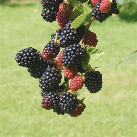 How to Prune Blackberries - Salt in my Coffee