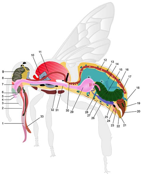 Drone Bee Anatomy - Picture Of Drone