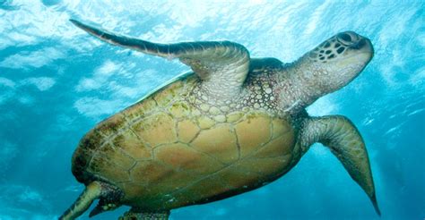 13 Fun Facts About Green Sea Turtles | Florida