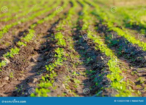 Ground Nuts Field stock photo. Image of growing, growth - 133221748