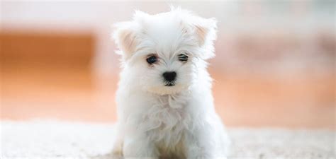 Teacup Maltese - Discover The Miniature Maltese Dog