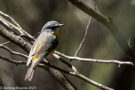 Eastern Yellow Robin | Manda Photographs