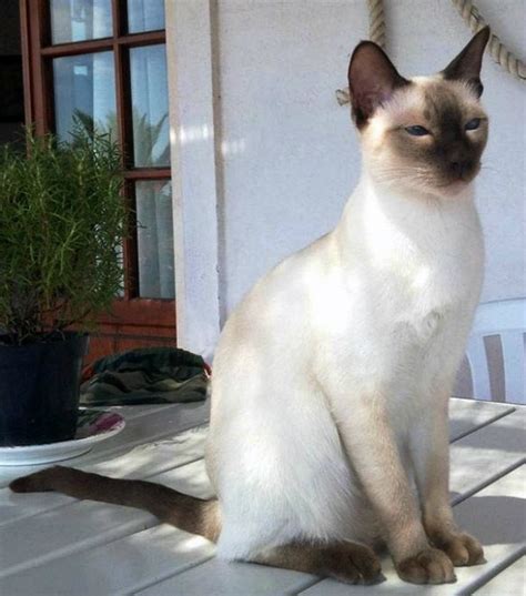 Get to Know the Siamese: A Long, Lean Singing Machine - Catster