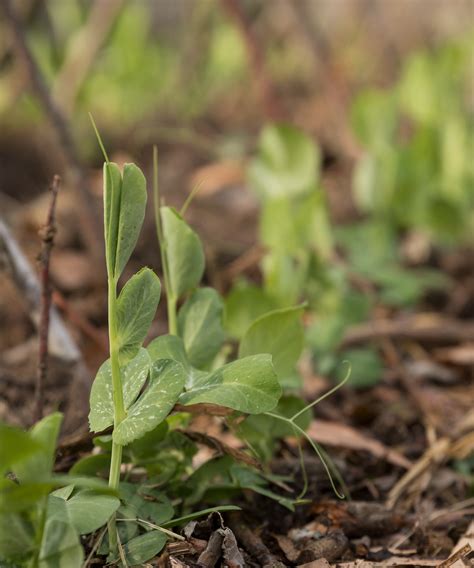 Using straw in the garden: expert tips for success | Homes & Gardens