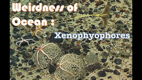 Xenophyophores Giant Singlecelled Sea Creatures Sea