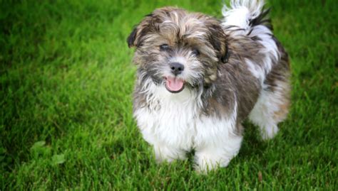 47 Best Shih Tzu Mixes - Top Dog Tips