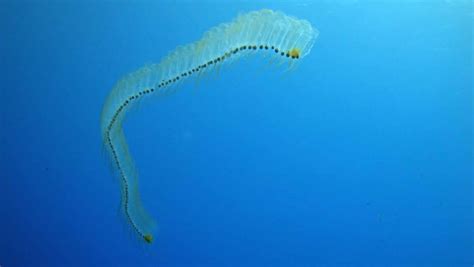 One Of The Transparent Animal - Sea Salp - ALLRefer