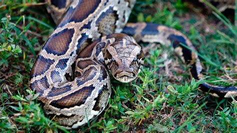 How Burmese Pythons Took Over the Florida Everglades | HISTORY