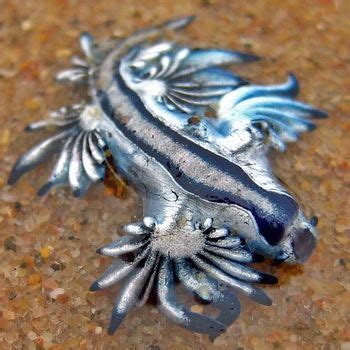 Glaucus atlanticus- Sexy Sea Slug Glaucus Atlanticus, Sea Slug, Sea ...