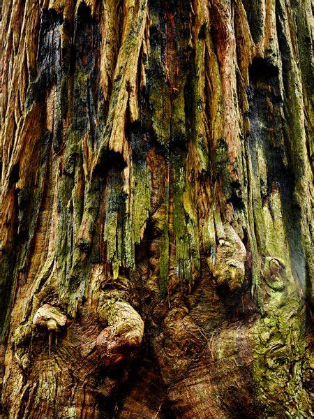 Redwood bark with creatures. | Дерево, Узоры