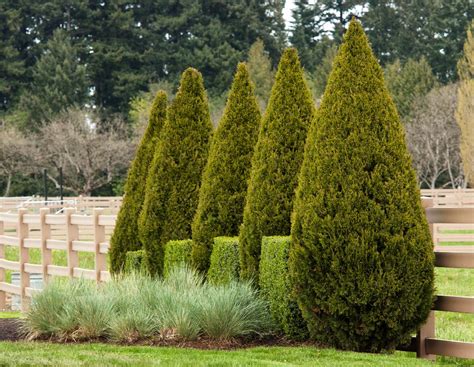 Spartan Juniper, Juniperus chinensis 'Spartan', Monrovia Plant