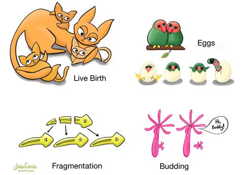 Biology Basics: How Animals Reproduce — Jolie Canoli