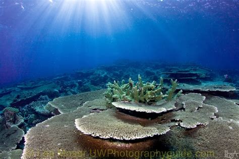 Scuba Diving in the Maldives - Bluewater Dive Travel