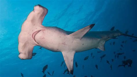 13 Interesting Hammerhead Shark Facts You've Never Heard Before - AnimalStart