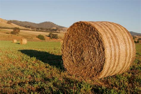 File:Round hay bale at dawn02.jpg - Wikipedia